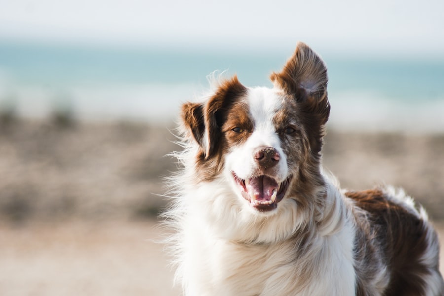 page.home.one_platform.services.pet_grooming